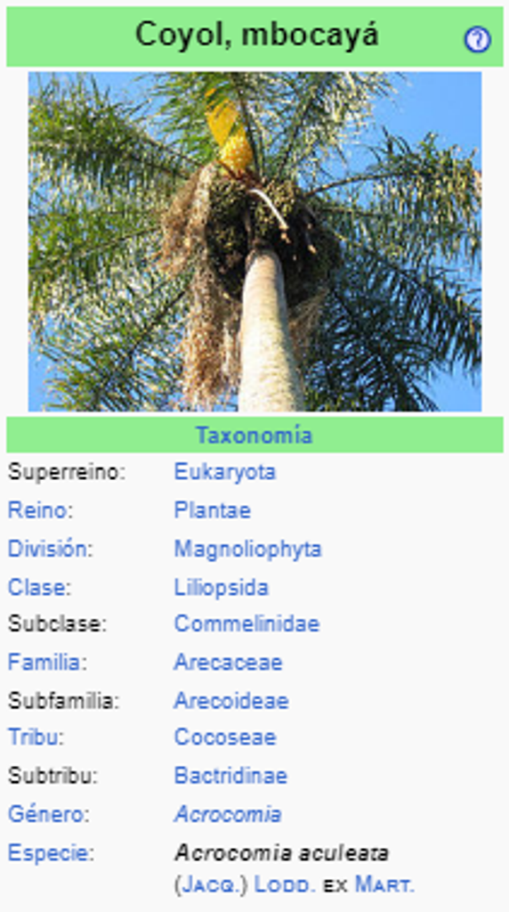 MBOKAJA - Acrocomia aculeata